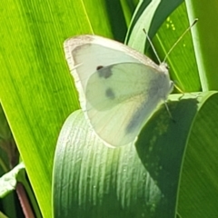 Pieris rapae (Cabbage White) at Nambucca Heads, NSW - 31 Oct 2022 by trevorpreston