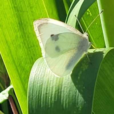 Pieris rapae (Cabbage White) at Nambucca Heads, NSW - 31 Oct 2022 by trevorpreston