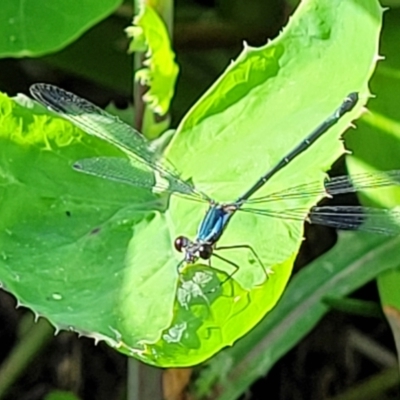 Unidentified Damselfly (Zygoptera) at Nambucca Heads, NSW - 30 Oct 2022 by trevorpreston