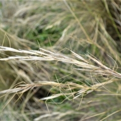 Austrostipa stipoides (Coast Speargrass) at Shell Cove, NSW - 31 Oct 2022 by plants