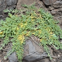 Enchylaena tomentosa (Ruby Saltbush) at Shell Cove, NSW - 31 Oct 2022 by plants