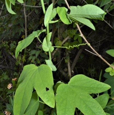 Passiflora subpeltata (White Passionflower) at Shell Cove, NSW - 31 Oct 2022 by plants