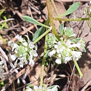 Poranthera microphylla at Gundaroo, NSW - 29 Oct 2022