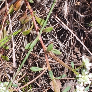 Poranthera microphylla at Gundaroo, NSW - 29 Oct 2022