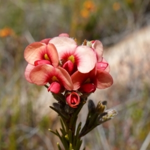 Dillwynia sericea at Tennent, ACT - 27 Oct 2022