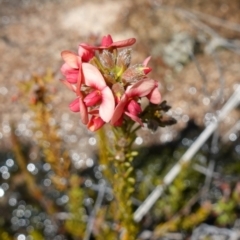 Dillwynia sericea at Tennent, ACT - 27 Oct 2022