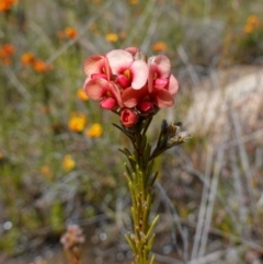 Dillwynia sericea at Tennent, ACT - 27 Oct 2022