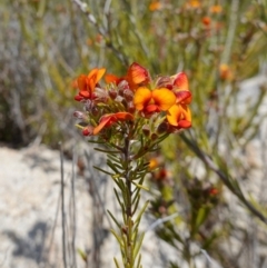 Dillwynia sericea at Tennent, ACT - 27 Oct 2022 12:41 PM