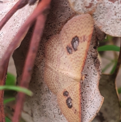 Epicyme rubropunctaria (Red-spotted Delicate) at Gundaroo, NSW - 31 Oct 2022 by Gunyijan