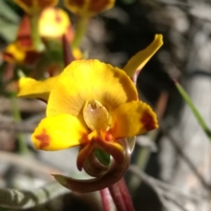 Diuris semilunulata at Tennent, ACT - 30 Oct 2022