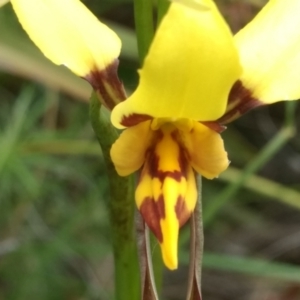 Diuris sulphurea at Tennent, ACT - 30 Oct 2022