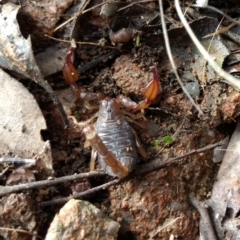 Urodacus manicatus (Black Rock Scorpion) at Kambah, ACT - 25 Oct 2022 by BarrieR