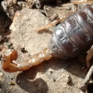 Urodacus manicatus at Kambah, ACT - 25 Oct 2022 09:35 AM