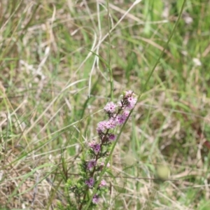 Kunzea parvifolia at Murrumbateman, NSW - 30 Oct 2022 11:00 AM