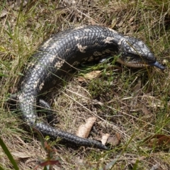 Tiliqua nigrolutea (Blotched Blue-tongue) at Mount Fairy, NSW - 28 Oct 2022 by RobG1