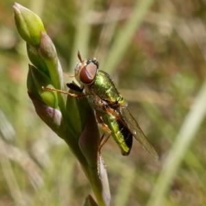 Odontomyia decipiens at Mount Fairy, NSW - 28 Oct 2022