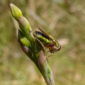 Odontomyia decipiens at Mount Fairy, NSW - 28 Oct 2022