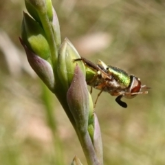 Odontomyia decipiens at Mount Fairy, NSW - 28 Oct 2022