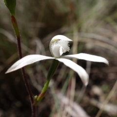 Caladenia dimorpha (Spicy Caps) at Mount Fairy, NSW - 28 Oct 2022 by RobG1