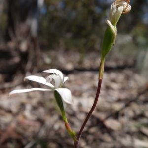 Caladenia dimorpha at Mount Fairy, NSW - 28 Oct 2022