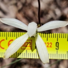 Caladenia dimorpha at Mount Fairy, NSW - 28 Oct 2022