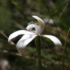 Caladenia dimorpha at Mount Fairy, NSW - 28 Oct 2022