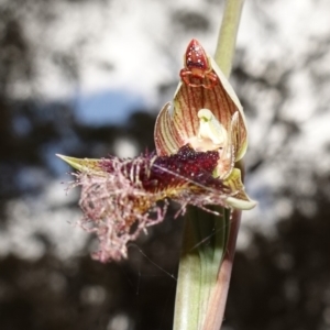 Arkys walckenaeri at Mount Fairy, NSW - 28 Oct 2022