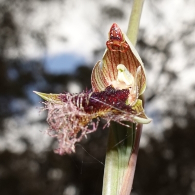 Arkys walckenaeri (Triangle spider) at Mount Fairy, NSW - 28 Oct 2022 by RobG1