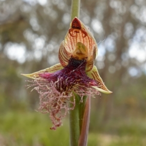 Arkys walckenaeri at Mount Fairy, NSW - 28 Oct 2022