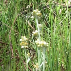 Pseudognaphalium luteoalbum (Jersey Cudweed) at Weetangera, ACT - 29 Oct 2022 by sangio7