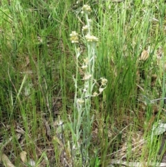 Pseudognaphalium luteoalbum at Weetangera, ACT - 29 Oct 2022 02:11 PM