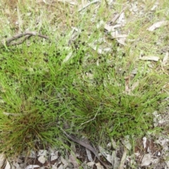 Schoenus apogon (Common Bog Sedge) at The Pinnacle - 29 Oct 2022 by sangio7