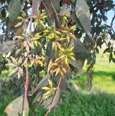 Eucalyptus blakelyi (Blakely's Red Gum) at Koorawatha, NSW - 25 Sep 2022 by drakes