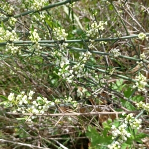 Discaria pubescens at Tennent, ACT - 28 Oct 2022