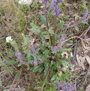 Ajuga australis at Tennent, ACT - 28 Oct 2022