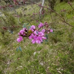 Indigofera australis subsp. australis (Australian Indigo) at Tennent, ACT - 28 Oct 2022 by Portia