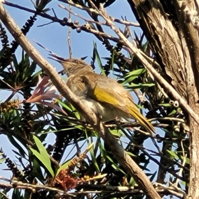 Lichmera indistincta (Brown Honeyeater) at Nambucca Heads, NSW - 31 Oct 2022 by trevorpreston