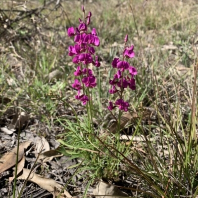 Swainsona recta (Small Purple Pea) at Tennent, ACT - 1 Nov 2022 by Portia