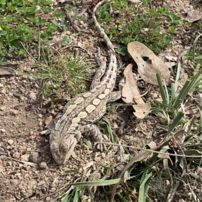 Amphibolurus muricatus (Jacky Lizard) at Williamsdale, NSW - 1 Nov 2022 by Portia