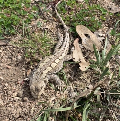 Amphibolurus muricatus (Jacky Lizard) at Williamsdale, NSW - 31 Oct 2022 by Portia