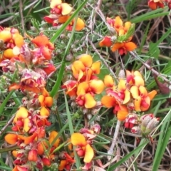 Dillwynia sericea (Egg And Bacon Peas) at The Pinnacle - 29 Oct 2022 by sangio7
