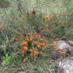 Dillwynia sericea at Weetangera, ACT - 29 Oct 2022 02:22 PM