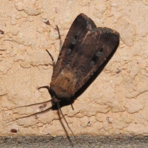 Agrotis infusa at Wanniassa, ACT - 31 Oct 2022 10:07 PM