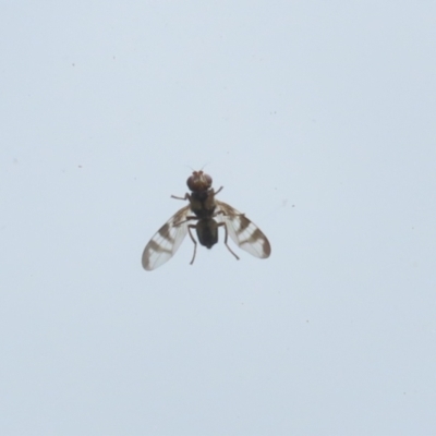 Platystomatidae (family) (Unidentified signal fly) at Jerrabomberra, ACT - 30 Oct 2022 by RodDeb