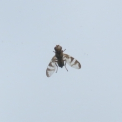 Platystomatidae (family) at Jerrabomberra, ACT - 30 Oct 2022