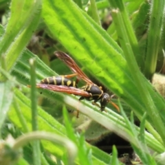 Polistes (Polistes) chinensis (Asian paper wasp) at Symonston, ACT - 30 Oct 2022 by RodDeb