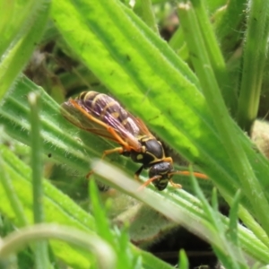 Polistes (Polistes) chinensis at Symonston, ACT - 30 Oct 2022