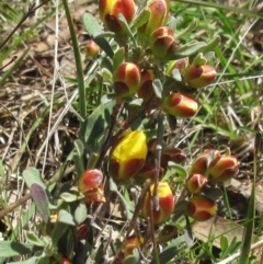 Hibbertia obtusifolia (Grey Guinea-flower) at The Pinnacle - 29 Oct 2022 by sangio7