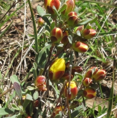 Hibbertia obtusifolia (Grey Guinea-flower) at The Pinnacle - 29 Oct 2022 by sangio7