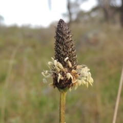 Plantago lanceolata (Ribwort Plantain, Lamb's Tongues) at Michelago, NSW - 11 Oct 2022 by michaelb